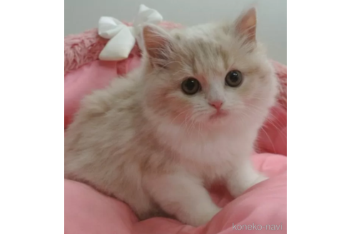 成約済の東京都のスコティッシュフォールド-104274の1枚目